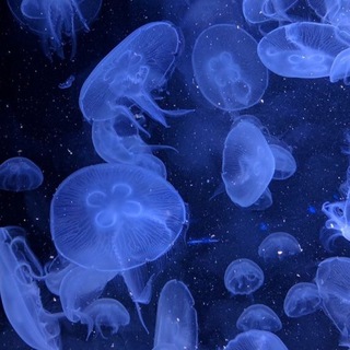 Логотип @ffllaamee - Напоминание