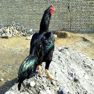 Логотип @fhhhsuiiigggh9pxjcmyag - Ўзбекистон даканвозлари группаси