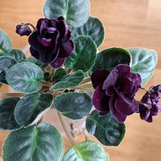 Логотип @fialki_sortovie - 🌺Сортовые Фиалки - Юнус-Абад 🌺