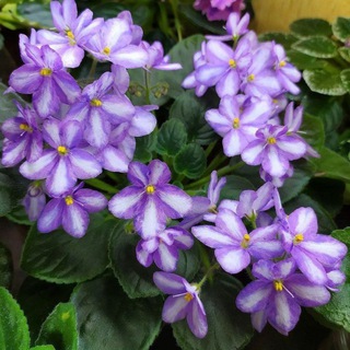 Логотип @fialki_sortovie_chat - 🌺Фиалки сортовые чат🌺