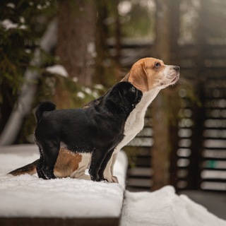 Логотип @fifitora_online - Эфиры ПРО СОБАК