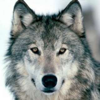 Логотип @fighterwolves - Fighter WOLVES