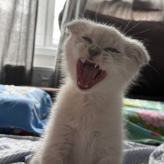 Логотип @fiinya - Финя