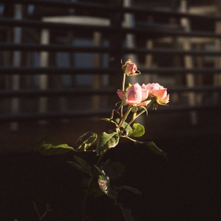 Логотип @fikallb - nurul’ takva