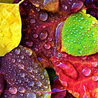 Логотип @fikh_ahlulhadis - Фикх (ahlulhadis.com)