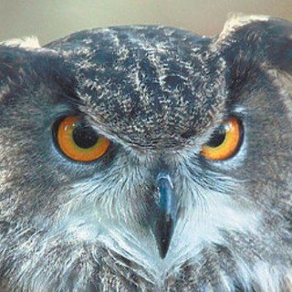 Логотип @filin2 - Filin🦉