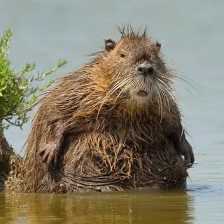 Логотип @filosofmeme - Filosof Meme