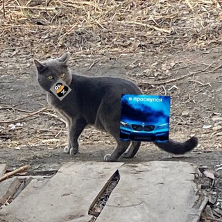 Логотип @fiolsi - сабака😂🙏🇦🇲😈