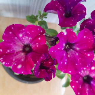 Логотип @firajagargen - ЦВЕТЫ_вегетативные_петунии...