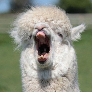 Логотип @firestorm8 - Firestorm