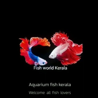 Логотип @fishworldkerala - 🐠Aquarium Fish Kerala 🐠 (A F K)