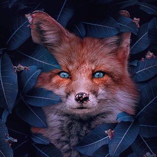 Логотип @fitnessportiv - 🐱 Всё о животных 🐶