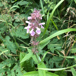 Логотип @fitokurs - Фитокурс