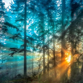 Логотип @fitoline_argo - КОМПАНИЯ ФИТОЛАЙН