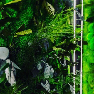 Логотип @fitostena2025 - Fitostenakazan