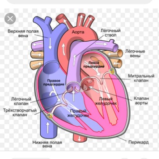 Логотип @fjsti_terapiya - Ички касалликлар_терапия
