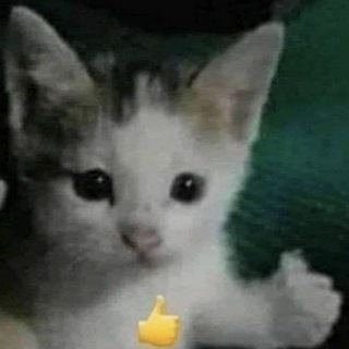 Логотип @fknchan - Смешные картинки бесплатно без СМС