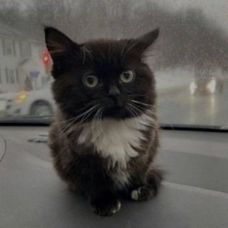 Логотип @flaffy8 - ДУрка Flaffy