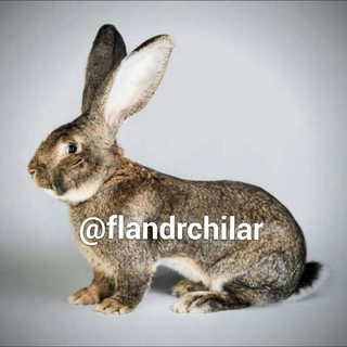 Логотип @flandrchilar - 🐰 "Flandr"group