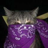 Логотип @flavelive - FLAVE