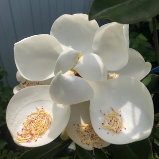 Логотип @flo_rada - FloRada_23