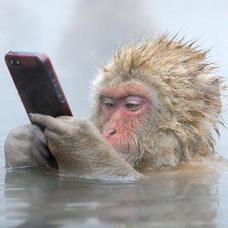 Логотип @floodhard - Чума, Война, Голод и Щитпостинг