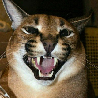 Логотип @floppaedits - Floppa Edits