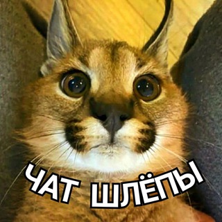 Логотип @floppaschat - Floppa’s Chat