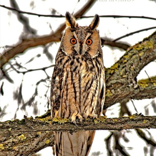 Логотип @flora_fauna_kurskoigubernii - Природа и Я!