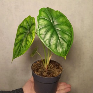 Логотип @flora_v_gorode - Flora_v_gorode