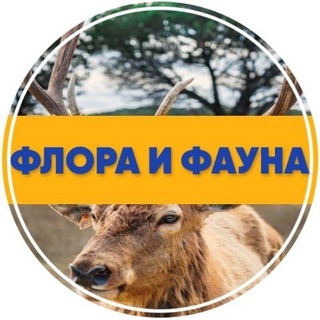 Логотип @floraifauna2022 - Флора и фауна