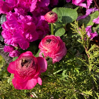 Логотип @floransflowers - Флоранс