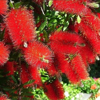 Логотип @flovers_favorite - flovers_favorite