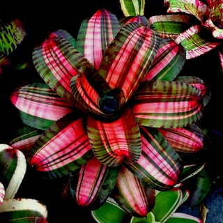 Логотип @flowermania_13 - Цветомания Домашние цветы и комнатные растения