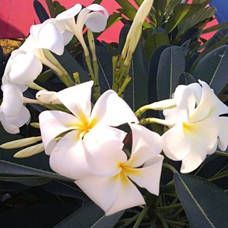 Логотип @flowers_lazarevskaya_cveti - Цветы Лазаревское. Лазаревская. Доставка.