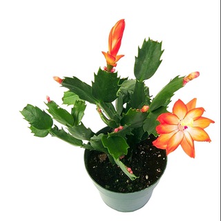 Логотип @flowersmurino - Цветы. Подарки. Сувениры.