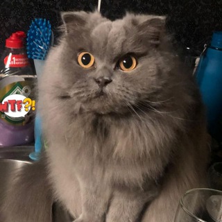 Логотип @fluffycunt - флаффи пусси эвридэй