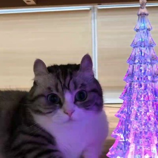 Логотип @fnlcat - finl