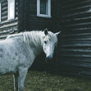 Логотип @folkcamp - ФОЛК-КЕМП