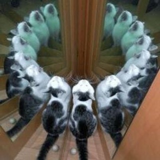 Логотип @follyfly - follyflly