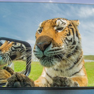 Логотип @folzi_pubg - 𝙁𝙊𝙇𝙕𝙄𝙫𝙁𝙊𝙍𝘽𝙀𝙎