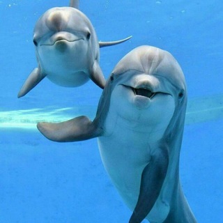 Логотип @foni_i_dr - ФОНЫ 🍭 ОБОИ