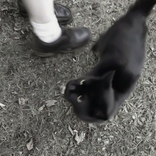 Логотип @fonts_in_am - ✿ шрифты для ам ⁺₊