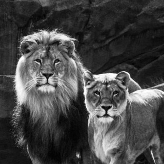 Логотип @foookw - 𝚝𝚎𝚊𝚛𝚜 𝚘𝚏 𝚠𝚑𝚊𝚕𝚎𝚜