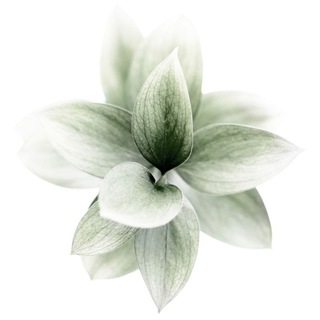 Логотип @forceswithinus - Сила внутри нас