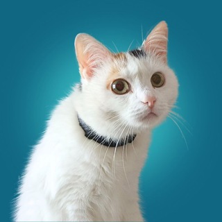 Логотип @formemas_chat - Мем Помощник