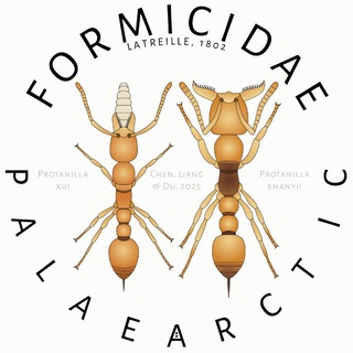 Логотип @formicoidea - Муравьи Палеарктики | Formicidae | Hymenoptera