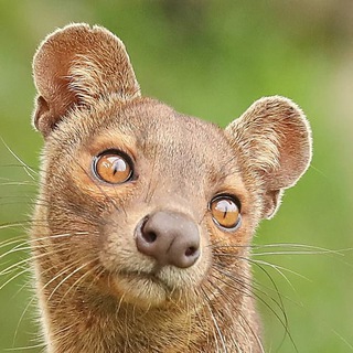 Логотип @fossaor - fossa.or