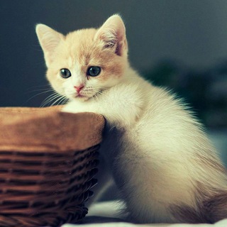 Логотип @foto_koshek - 🐾ɸ૦੮૦ κ૦ਘ૯κ🐾