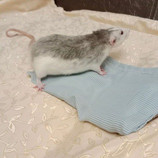 Логотип @fotobatliiiii - Фото батлы животных 🐾